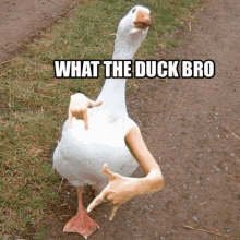duck meme