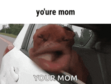 funny memes video download