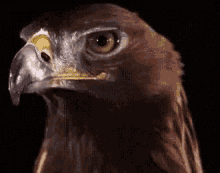 black duck meme