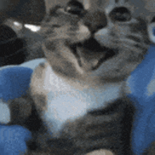 happy happy happy cat meme