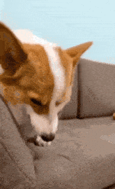 dog smiling meme