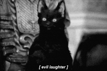 cat laughing meme download