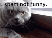 gifs funny memes