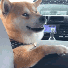 laughing dog memes