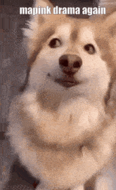 doggo meme template