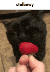eating kitty meme